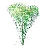 大地農園 プリザーブドフラワー モリソニア(20g入り) 白/グリーン DO03300-017