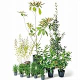 オンリーワン　音で選ぶ　植栽セット　トーン　ビワ　5感で選べるセット　UN6-SET01