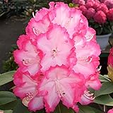 西洋シャクナゲ：リージェント5号ポット[開花または開花予定株] ノーブランド品