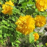 ヤマブキ(山吹）：八重咲ヤマブキ3.5号ポット 2株セット