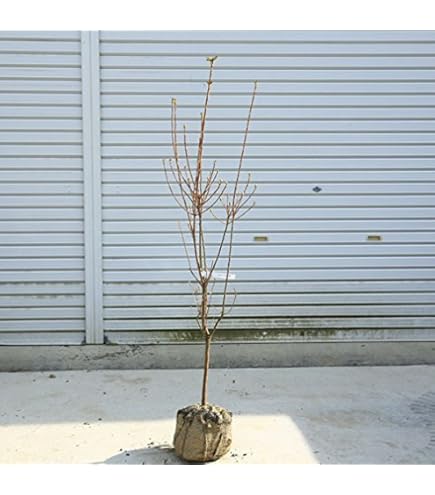 Amazon | 庭木：ミツバツツジ（三つ葉つつじ）ピンク花* | 植木