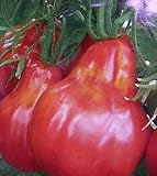種子赤いトマト姫トゥーランドット有機栽培されたロシアの家宝NON-GMO