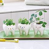 トゥースグリーン：種から育てるハーブの栽培キット3種セット[歯医者さんで大人気！]