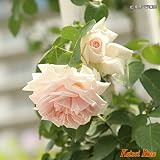 バラ苗 ルミナス ピラー つる性 【京成バラ】返り咲き 半剣弁咲 ピンク花 薔薇 【2016年度 バラ新品種】