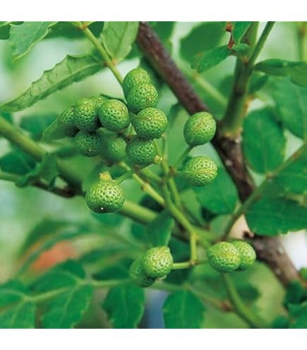 Amazon.co.jp: 強い台木の山椒 朝倉山椒 苗木 苗 実なり種 4.5号