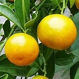 レモン 苗木 四季柑(チャイナリトルレモン) 15cmポット苗 れもん 苗 檸檬