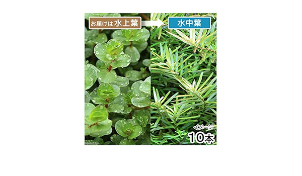 Amazon 水草 ロタラ インディカ カリカット 水上葉 10本 北海道航空便要保温 Charm チャーム 生体水草 通販 Amazon 水草 ロタラ インディカ カリカット 水上葉 10本 北海道航空便要保温 Charm チャーム 生体水草 通販