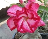 40 Fresh seedsアデニウム アラビカム オベスム 砂漠のバラ種子(40粒)塊根植物種子Adenium obesum Desert Roses seeds no115-Double-Quee