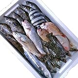 鮮魚セット A 母の日 詰め合わせ 直送 ギフト ギフトセット 山形県庄内産 魚 さかな 食の都庄内