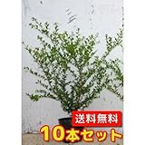【ノーブランド品】 マメツゲ 樹高0.4m前後 15cmポット 【10本セット】