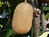 1本でなる キウイ 苗 スーパーエメラルド 1年生 接ぎ木 苗