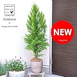 LAND PLANTS ゴールドクレスト テラコッタ鉢