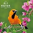 トライエックス 美しき野鳥の世界 2019年 祝日訂正シール付き カレンダー CL-372 壁掛け 60×30cm 野鳥