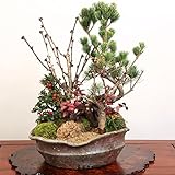 豪華桜盆栽：御殿場桜・五葉松寄せ植え*