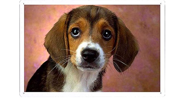 Amazon Co Jp 子犬目ビーグルのティンサイン 金属看板 ポスター Tin Sign Metal Poster Of Puppy Eyes Beagle ホーム キッチン