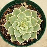 マーガレットレッピン 7.5cmポット グラプトベリア Graptoveria 'Margarete Reppin' 福岡県産 多肉植物 多肉 観葉植物 インテリアグリーン 寄せ植えに