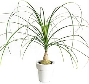 Amazon ポニーテール トックリラン ノリナ 観葉植物 金運上昇 中型 鉢植え 本物 観葉植物 オンライン通販