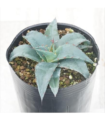 Amazon｜アガベ リュウゼツラン アメリカーナ アオノリュウゼツラン