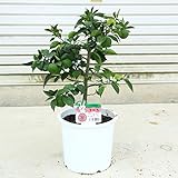 庭木・果樹・植木・苗木：スダチ（すだち）／酢橘 *7号