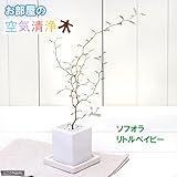 (観葉)メルヘンの木 ソフォラ・リトルベイビー 陶器鉢植え～ダイスS WH～(受け皿付き)(説明書付き) 本州・四国限定[生体]