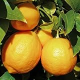 国華園　果樹苗 カンキツ マイヤーレモン 3株