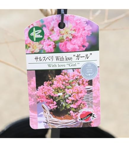 2セット／サルスベリ ぺチートサンシャインプラム／ブラックパール ライトピンク Amazon.co.jp: サルスベリ（百日紅）：ブラックパール