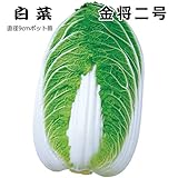 白菜 苗 金将2号 5ポットセット ハクサイ