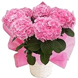 さかもと園芸　達人のあじさい　【 リリピンク 】　母の日　あじさい　アジサイ　紫陽花　花鉢植え　花　ギフト　プレゼント　贈答品