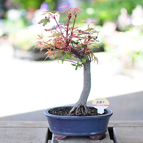 ミニ盆栽 谷渡 出猩々 八つ房下野 出猩々 でしょうじょう 工具専科
