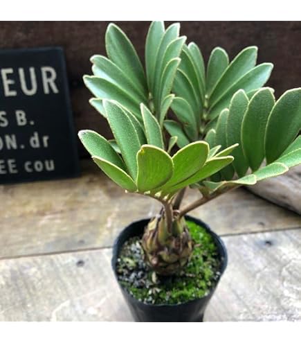 Amazon｜塊根植物 新芽 亀甲龍 バキバキ a2｜観葉植物 オンライン通販