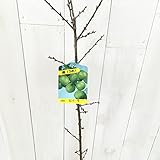 梅 苗木 石川一号 12cmポット苗 うめ 苗 ウメ