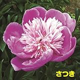 特選品種を厳選紹介！宿根草 芍薬 ( シャクヤク )変わり咲き特選品種 芽付12cmポット苗【さつき】