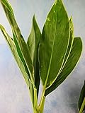 プリティマーメイド 生花 切花 切り花 ドラセナルイ スノーホワイト等 5本