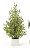 光触媒観葉植物 ミニゴールドクレスト〔テーブルタイプ〕フラワーアレンジメント インテリア 光触媒 花 スプレー インテリアグリーン 胡蝶蘭 消臭 大型