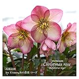高級品種・冬咲きクリスマスローズ　Ice N'roses 氷の薔薇 ローズ　15cmポット1苗（2年生苗）