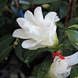 椿（ツバキ）の苗木　白孔雀（しろくじゃく）