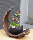 海岸から迫り出したような景色【紅長寿梅（べにちょうじゅばい）の盆栽（鉢 真山茜）・三日月型　盆栽・苔玉飾り台セット】