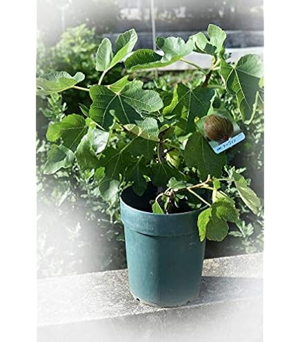 Amazon.co.jp: イチジク鉢植え ドーフィン無花果 いちじく苗 : DIY