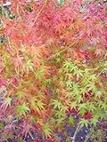 いろはもみじ イロハ紅葉 200 イロハモミジ 株立