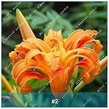 1pcs真のリリーの球根盆栽の植物多年草の花球は種子ではありません急成長花虹の花ホームガーデン2