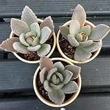 多肉植物：カランコエ　白うさぎ*葉幅7ｃｍ