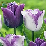 50 Pcs High-grade Flower Seeds Garden Tulip Seed Bonsai Seeds Balcony Pot Most Beautiful * Colorful 