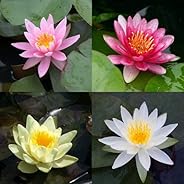 （ビオトープ）睡蓮 温帯性睡蓮（スイレン） 色指定なし（１ポット）（休眠株）