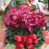 季節の鉢植え シクラメン ピンク 5号鉢植え　誕生日プレゼント 花 ギフト お祝い