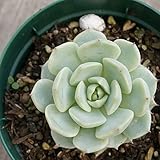 ノバラノセイ 野ばらの精 7.5cmポット エケベリア Echeveria　mexensis 'ZARAGOSA' ザラゴーサ 福岡県産 多肉植物 多肉 観葉植物 インテリアグリーン 寄せ植えに