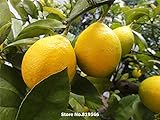 Real citrus limon fruit seeds Lemon home indoor Tree bonsai outdoor garden Lemon plants courtyard Ni