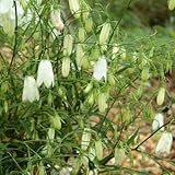 白花イワシャジン