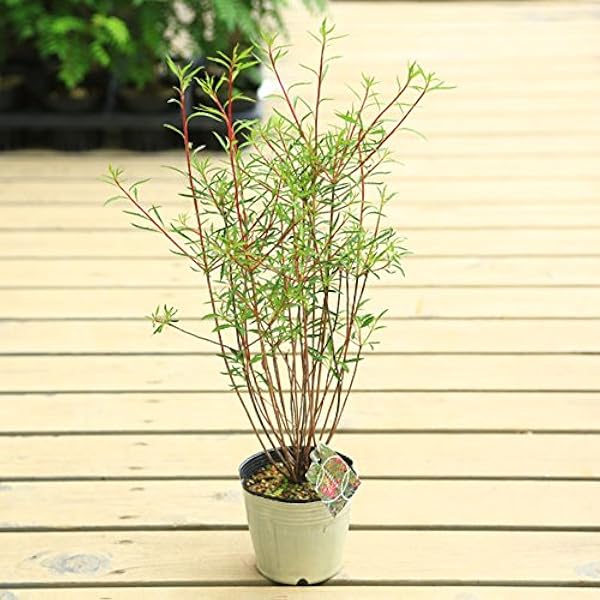 Amazon 庭木苗 柳葉ドウダンツツジ ヤナギバドウダンツツジ 細長い葉の珍しい品種 植木 Amazon 庭木苗 柳葉ドウダンツツジ ヤナギバドウダンツツジ 細長い葉の珍しい品種 植木