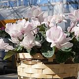 【 発送中 】さかもと園芸　達人のシクラメン　【 ウィンクシャワーピンク 】　花鉢植え　ギフト　プレゼント　贈答品　クリスマス　お歳暮
