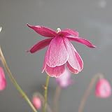 【山野草】風鈴オダマキ